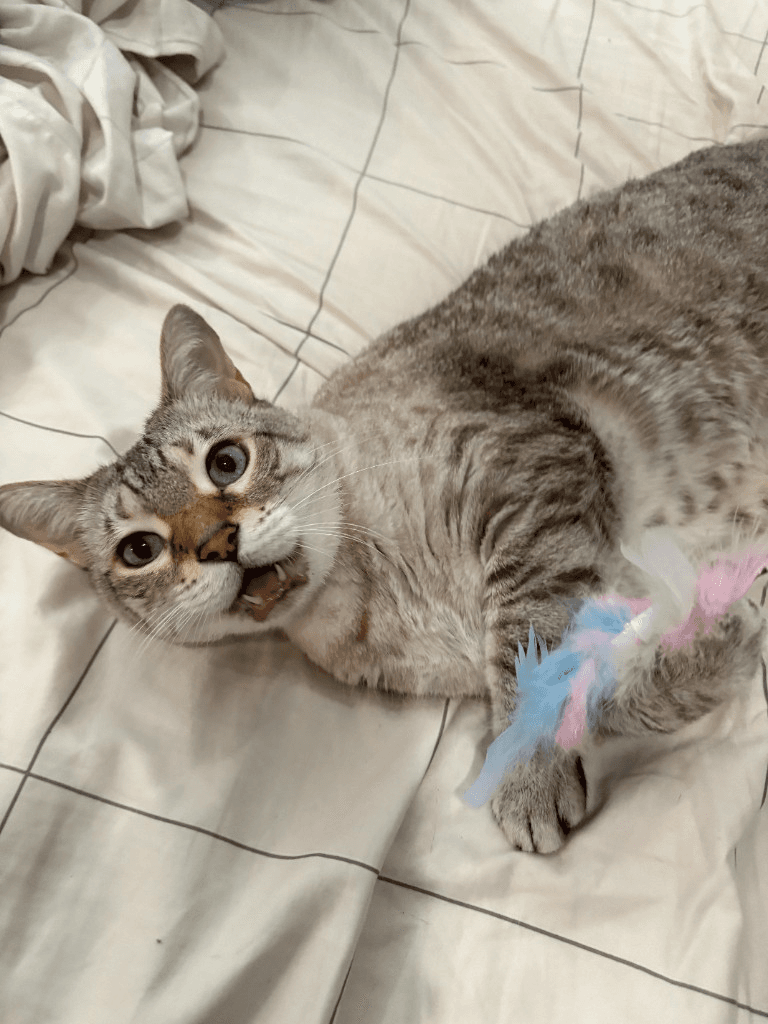 A playful tabby cat with blue eyes holding a feather toy on a bed